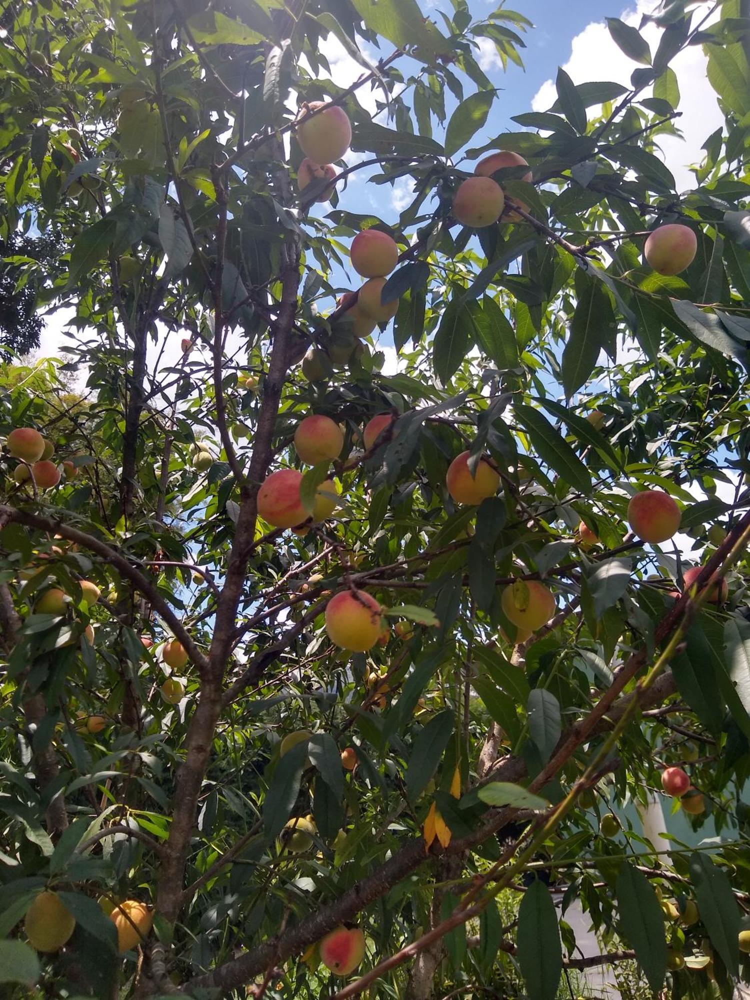 דירות Gonçalves Chacara Perola Mantiqueira מראה חיצוני תמונה